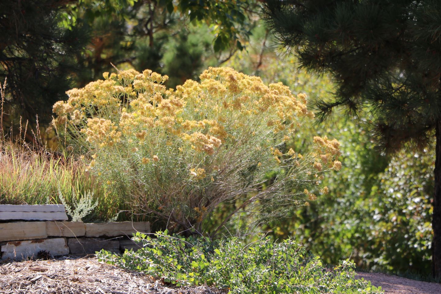 Baby blue rabbitbrush